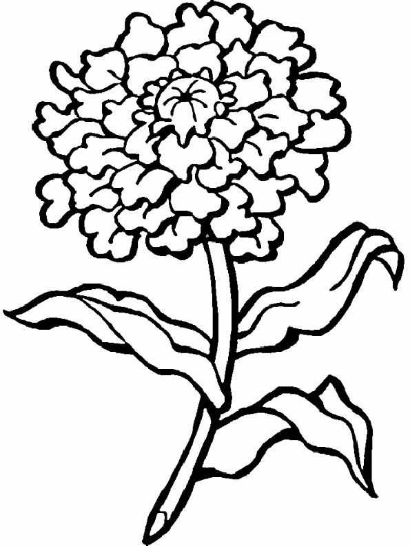 flor gerania